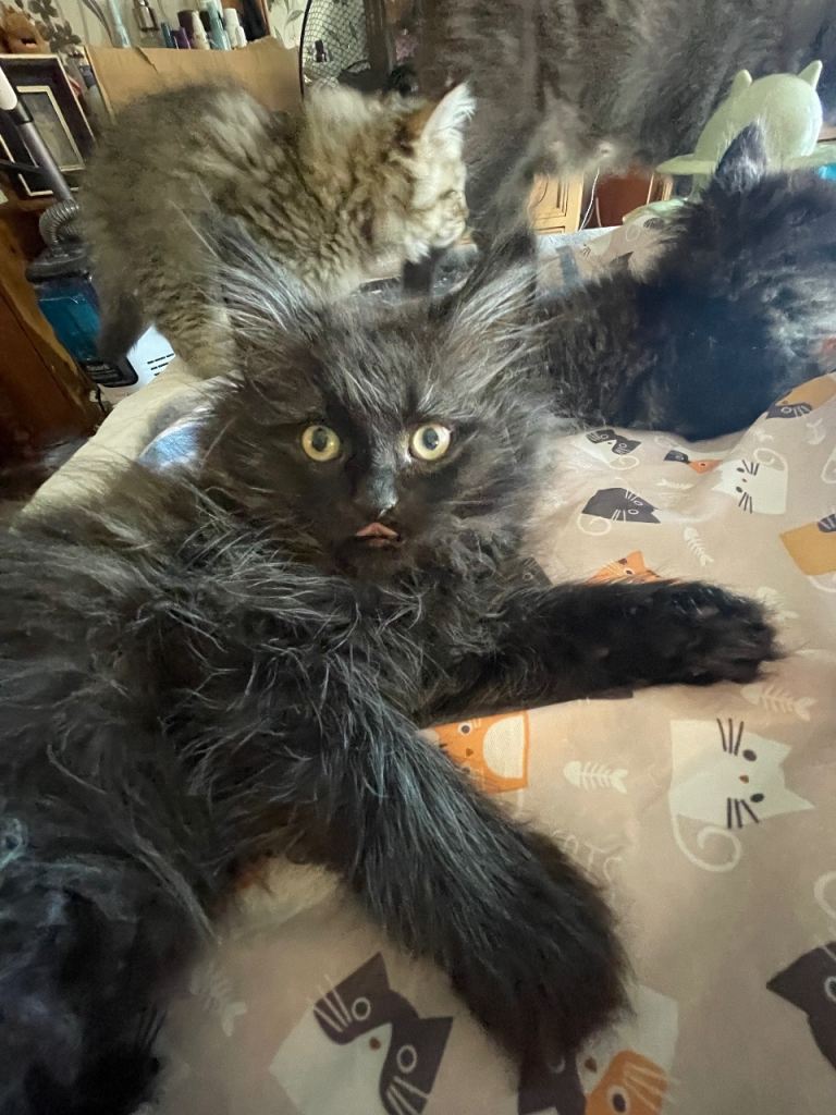 Ragdoll xSiberian