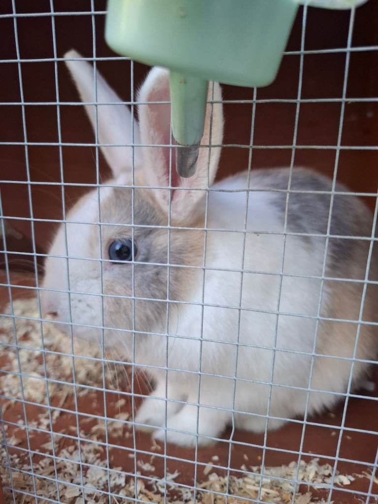 Rabbit with hutch and accessories 