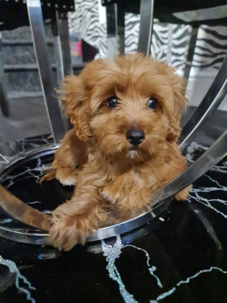 Cockapoo