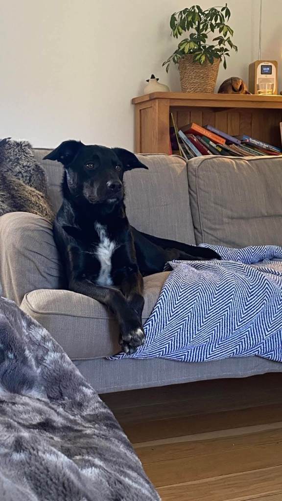 Cobi wants a new home ❤️