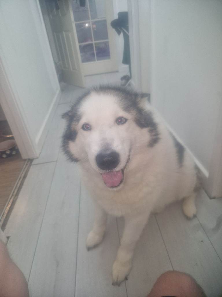 8 year old Siberian Huskey/Alaskan Malamute 