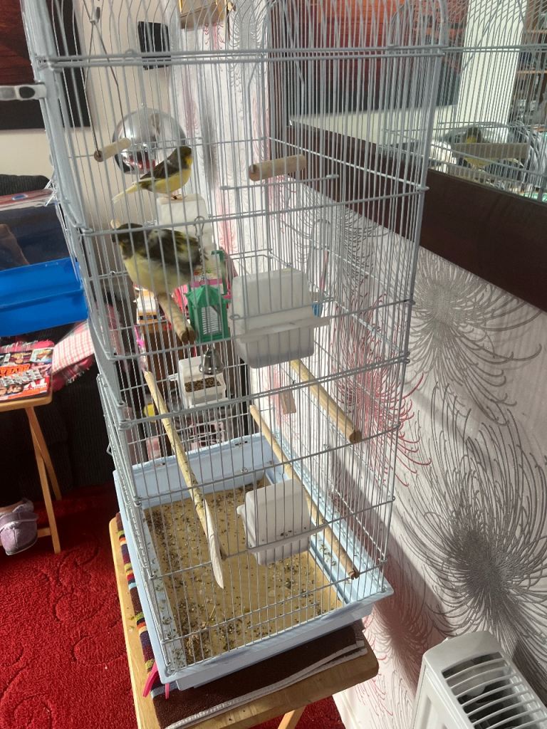 Two canaries and gage
