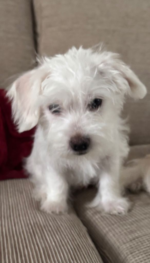 Bichon Maltese Purebred Puppies