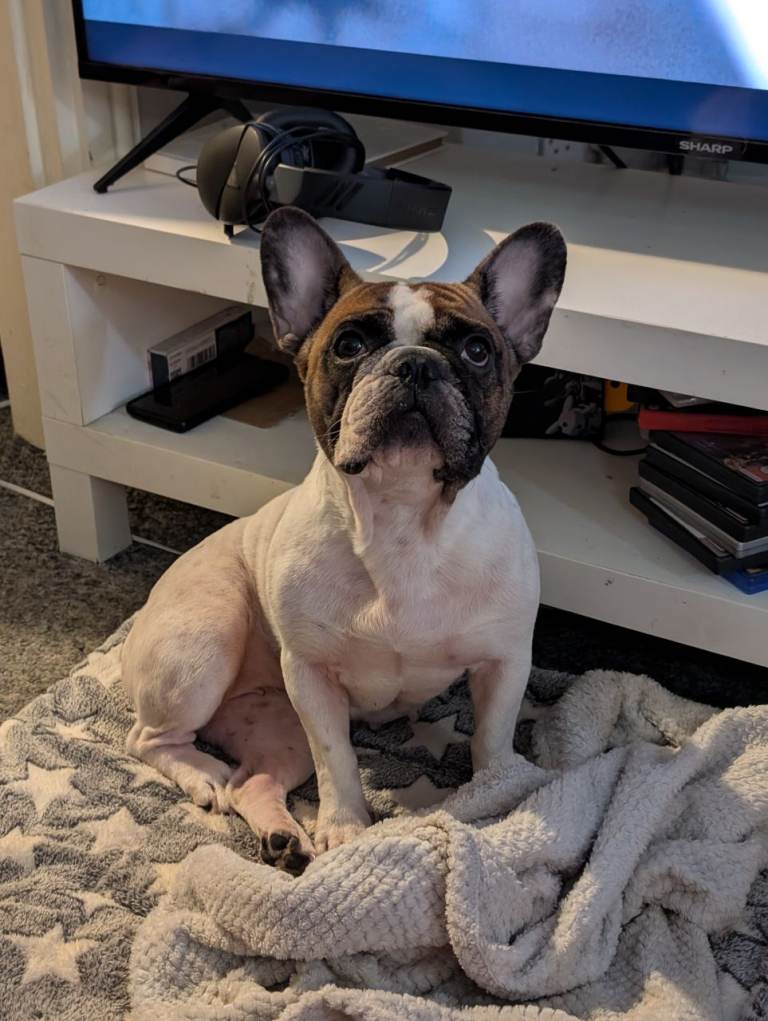 5 year old female french bulldog 