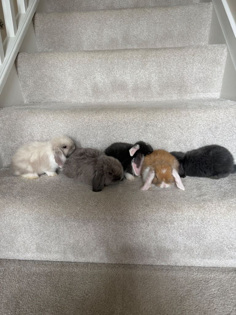 Mini lop rabbits 