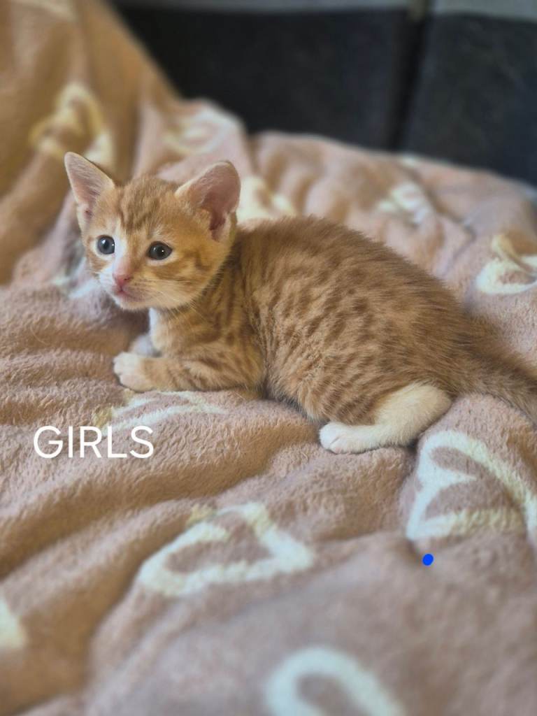 Kittens 