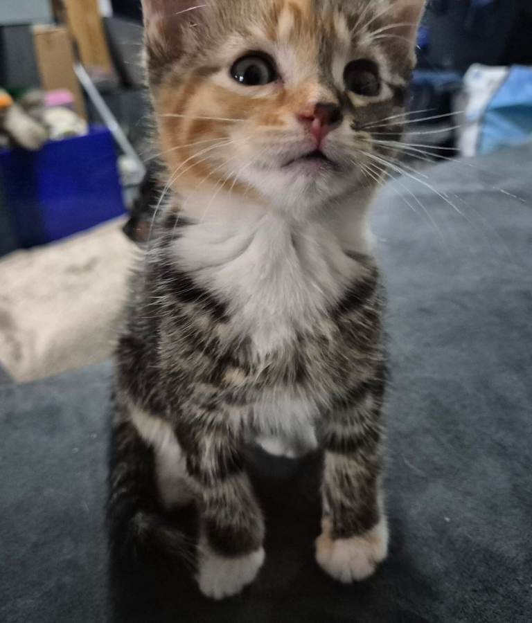 2 kittens ready for new home