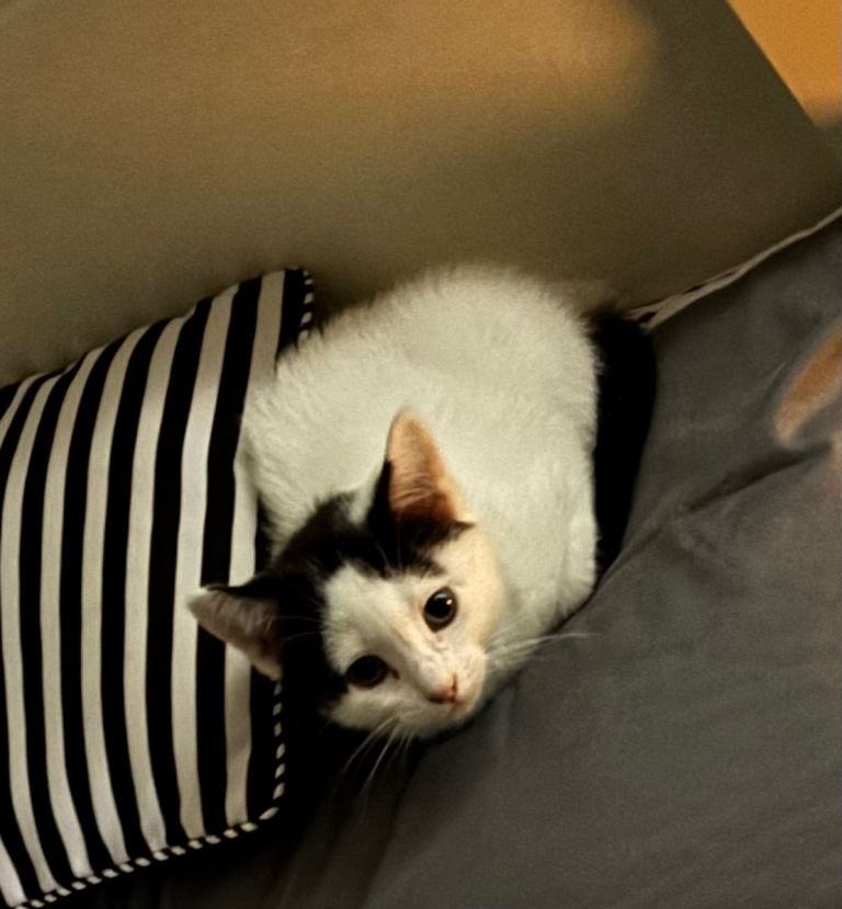 9 month old male