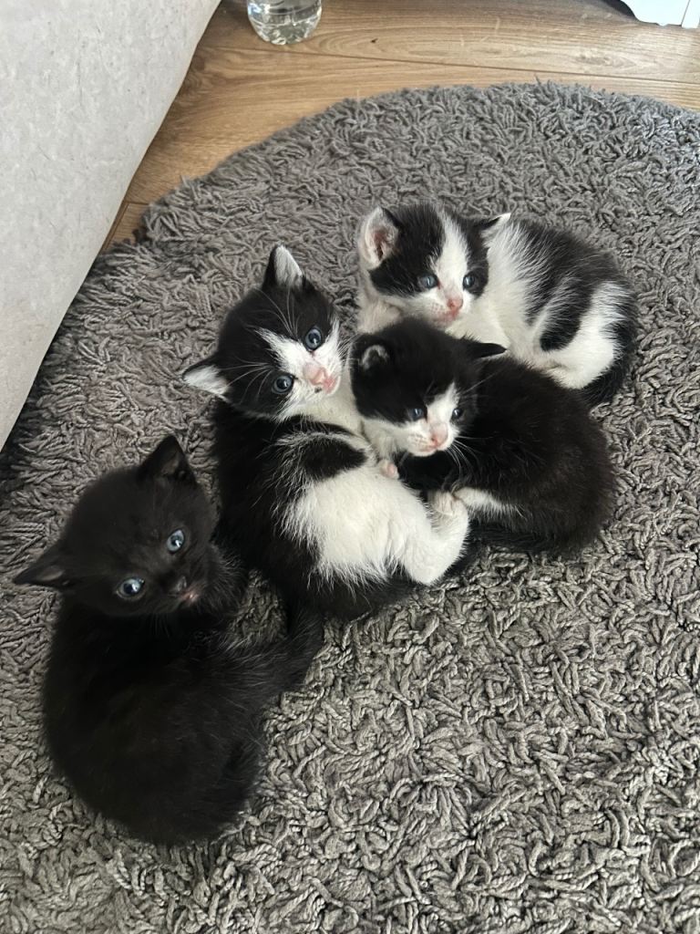 British shorthair cross kittens 
