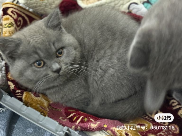 British blue kitten for sale