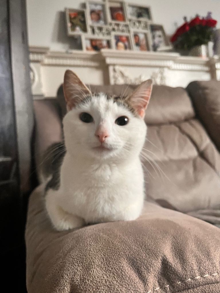 Gorgeous cat