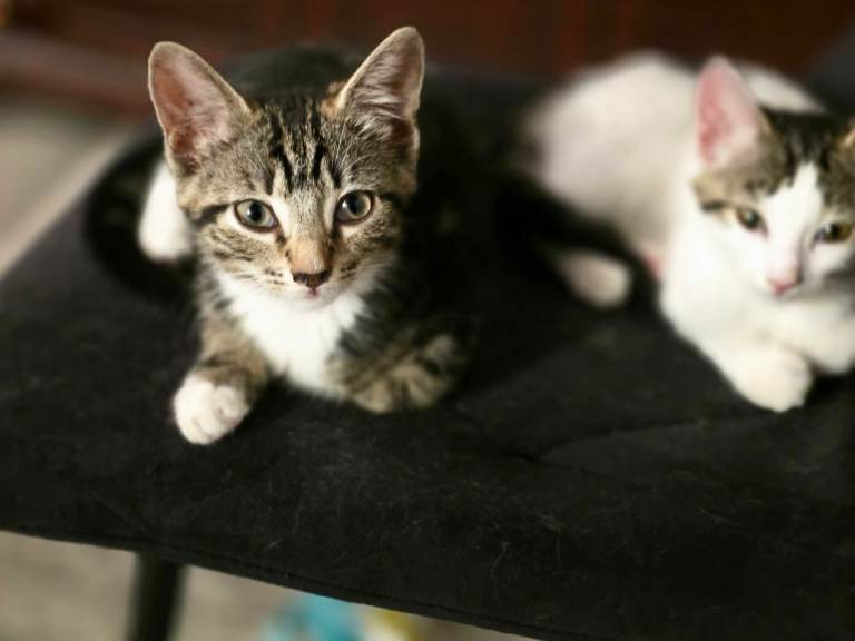 Adorable kittens for sale