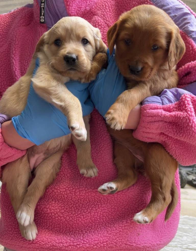 Adorable Setter–Lab Mix Puppies
