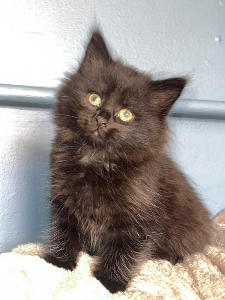 Kittens for sale 