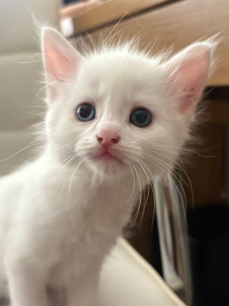 Beautiful fluffy kittens