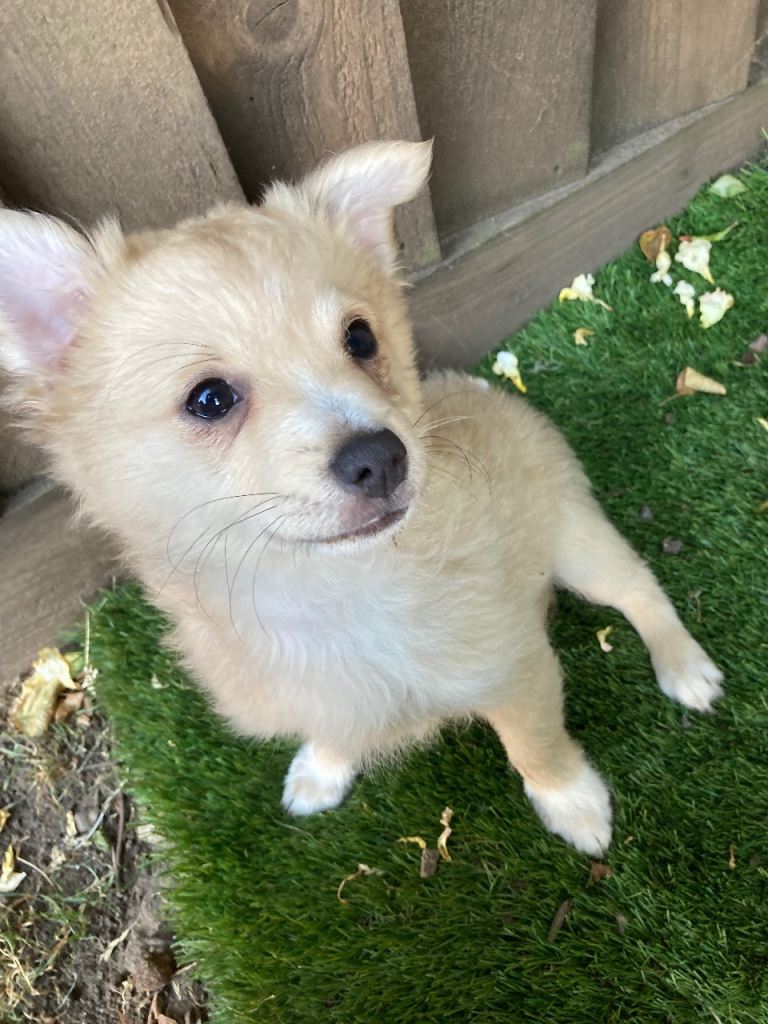 Beautiful, Chihuahuas 