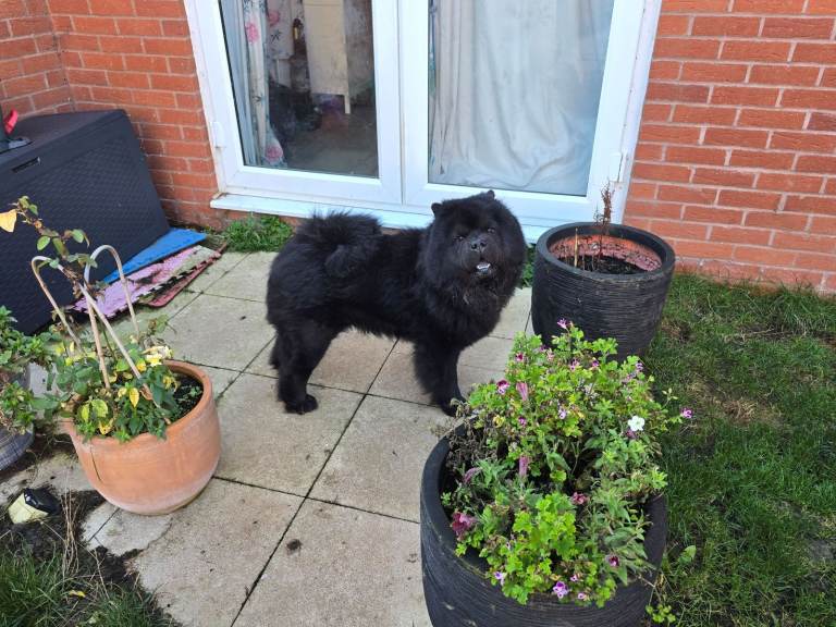 image for Stunning KC Reg Boy