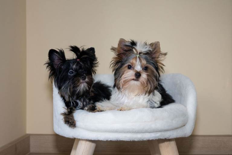   Beautiful Yorkie Merle, Biewer and Black for sale. 