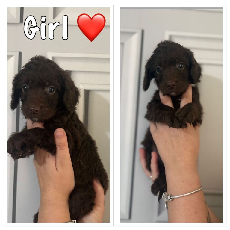 🐾 Beautiful Cockapoo Puppies