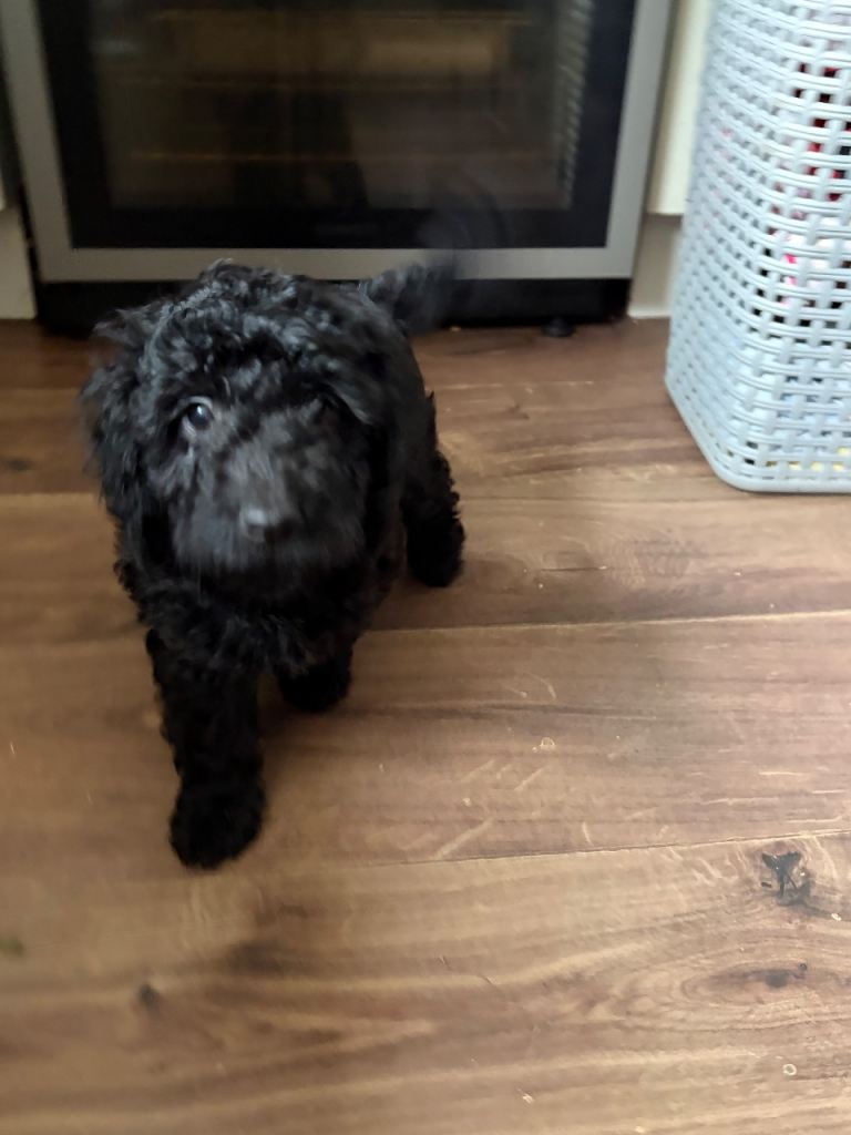Beautiful boy F2 Cockapoo ready to leave now ##