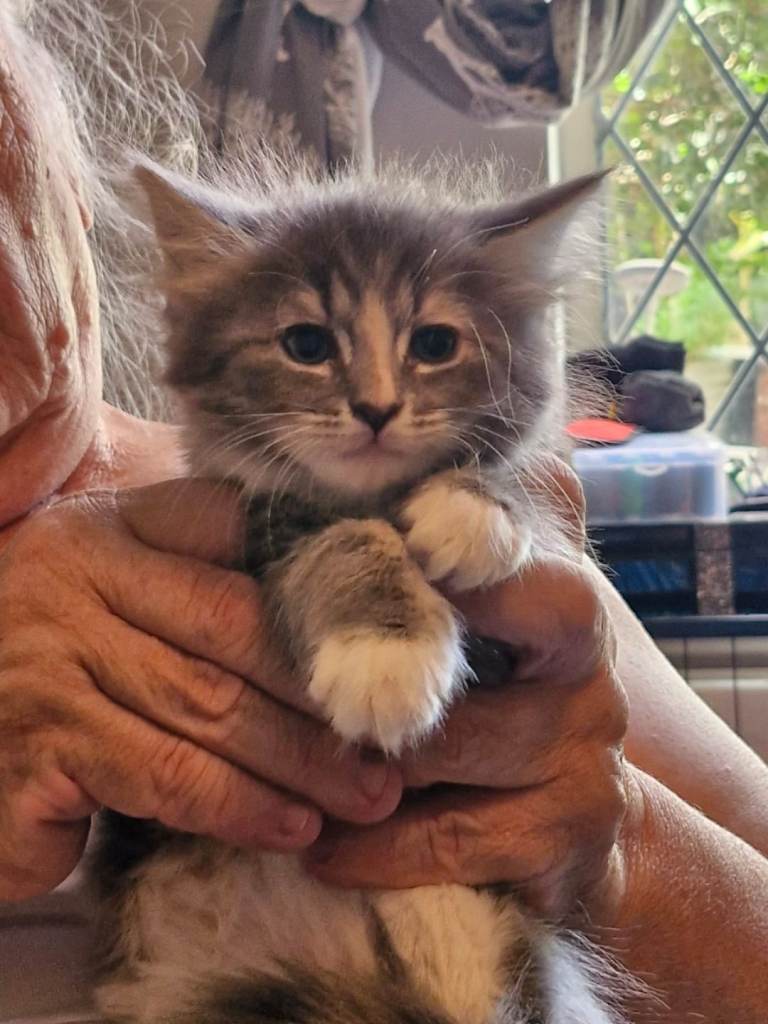 Kittens for sale 
