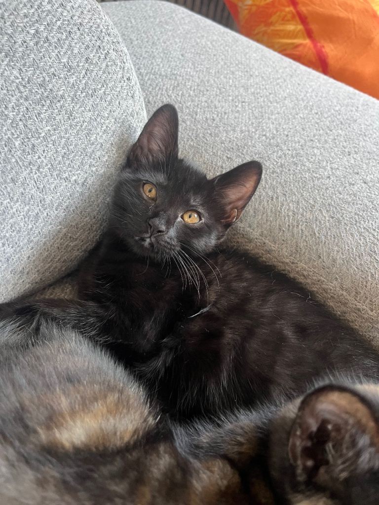 Kitten