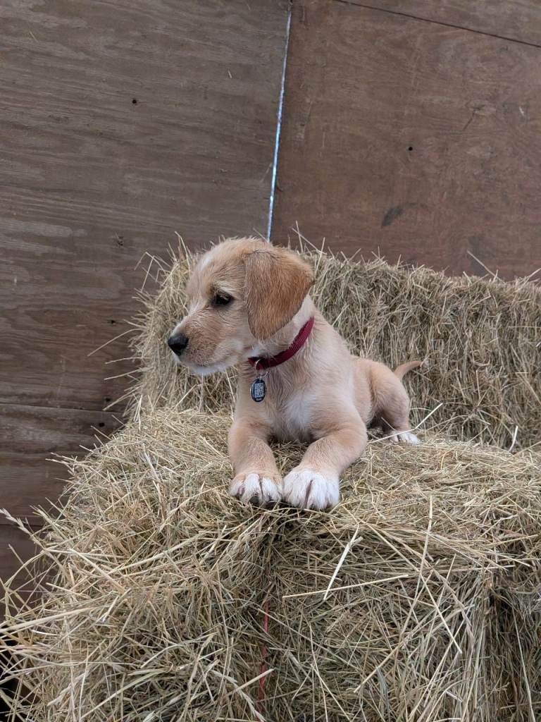 Cockalier - 14 weeks 