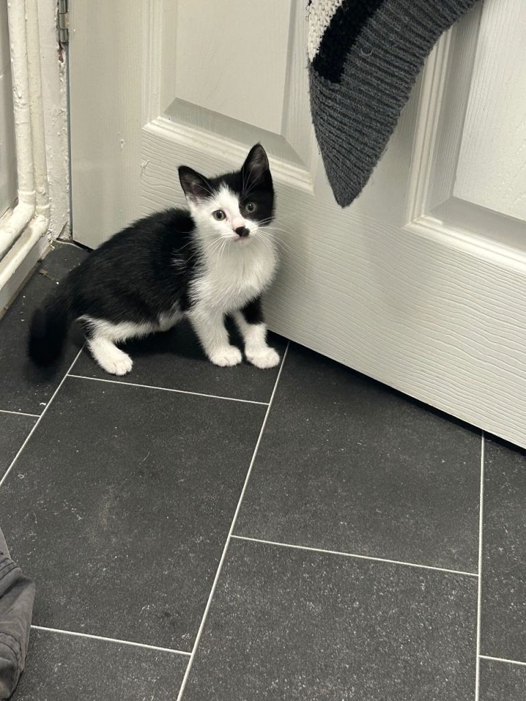 Kittens needs loving home 