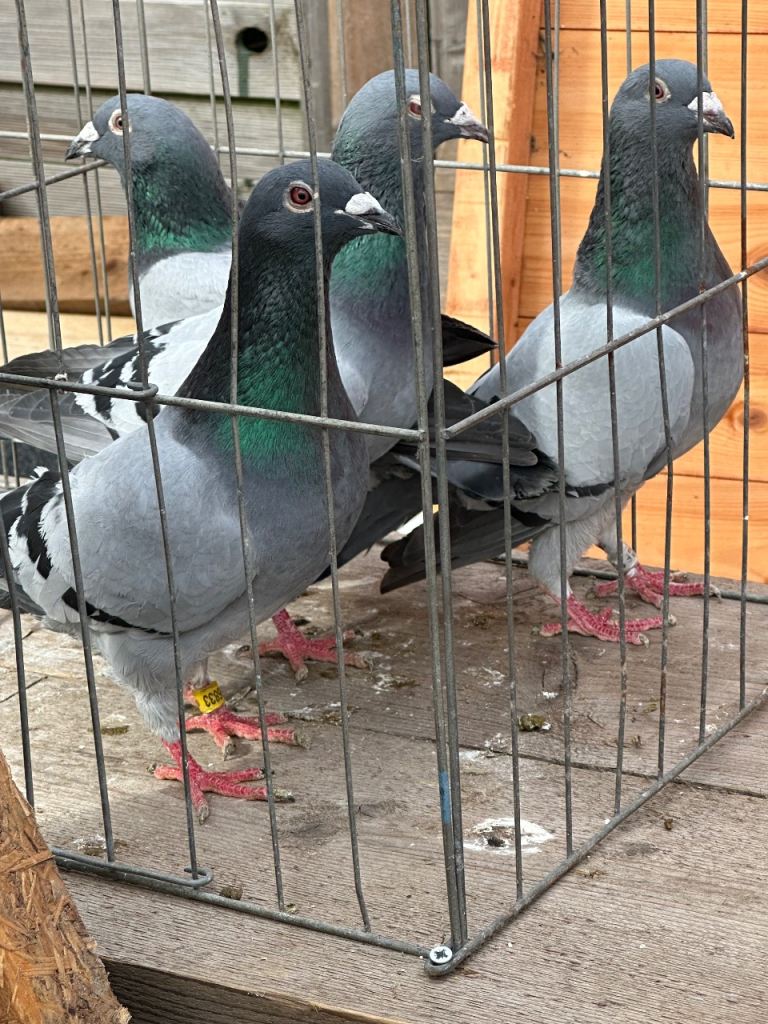Racing pigeons 
