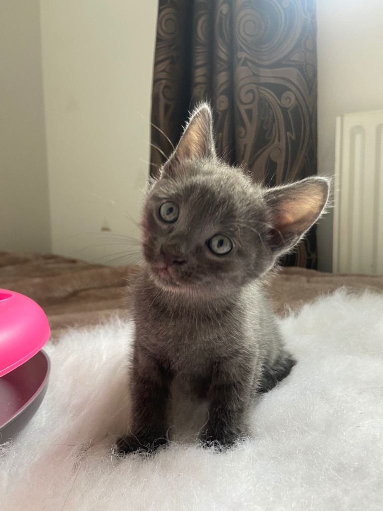 Russian blue kitten