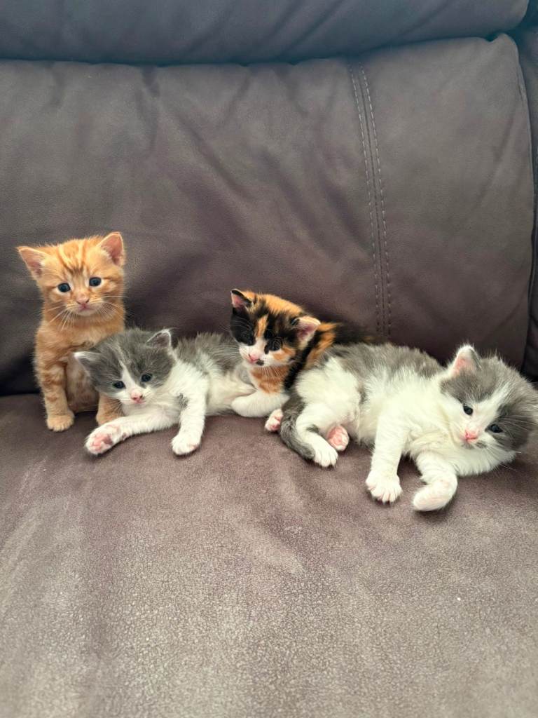Kittens