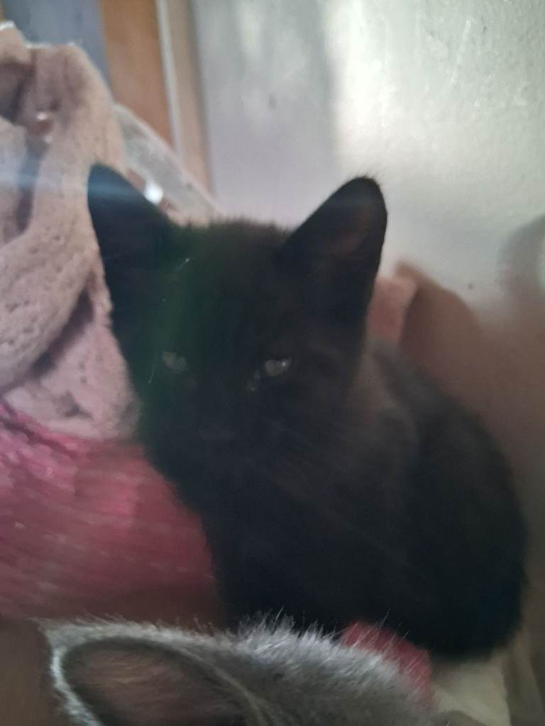 1 blk girl kitten left reduced
