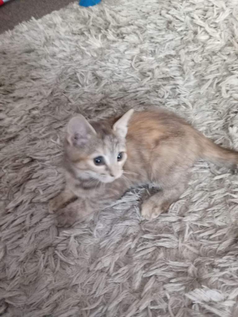Adorable kittens