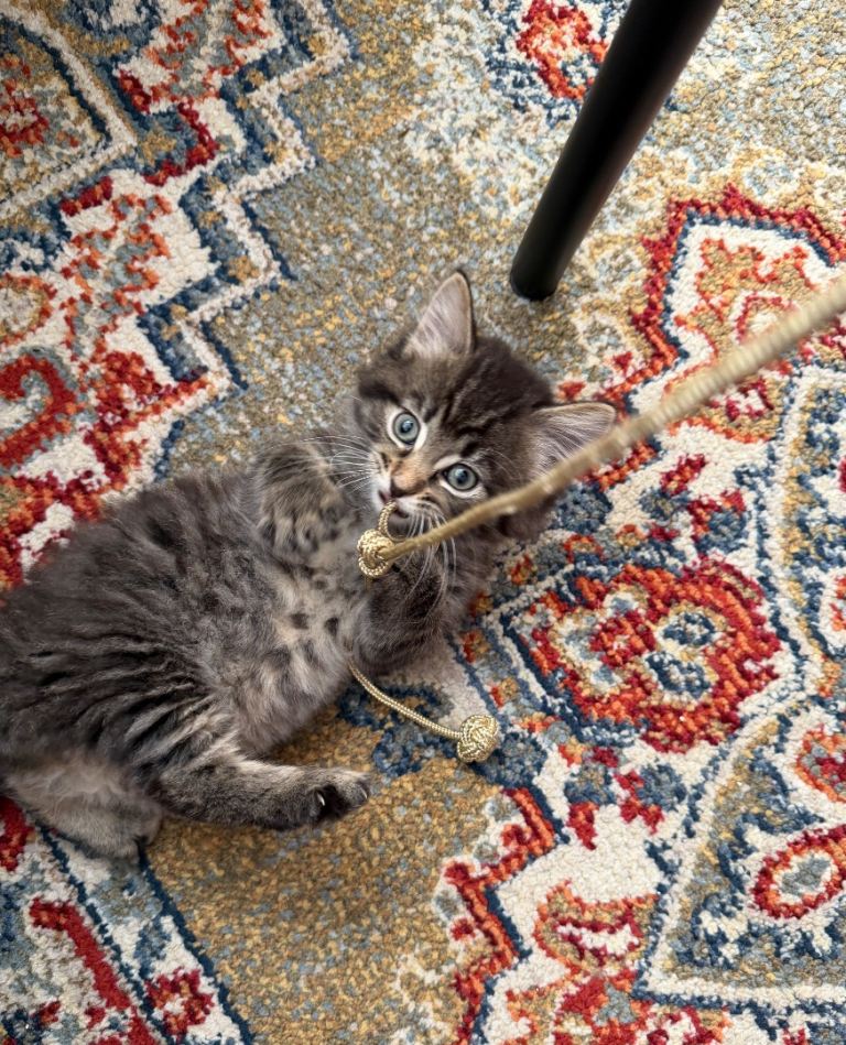 Adorable  kitten