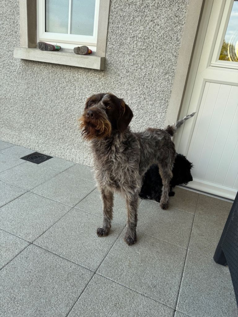 German wirehaired pointer