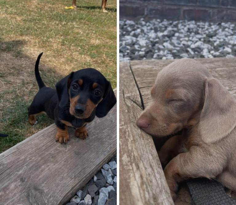 Miniature Dachshund Puppies - Stunning Litter