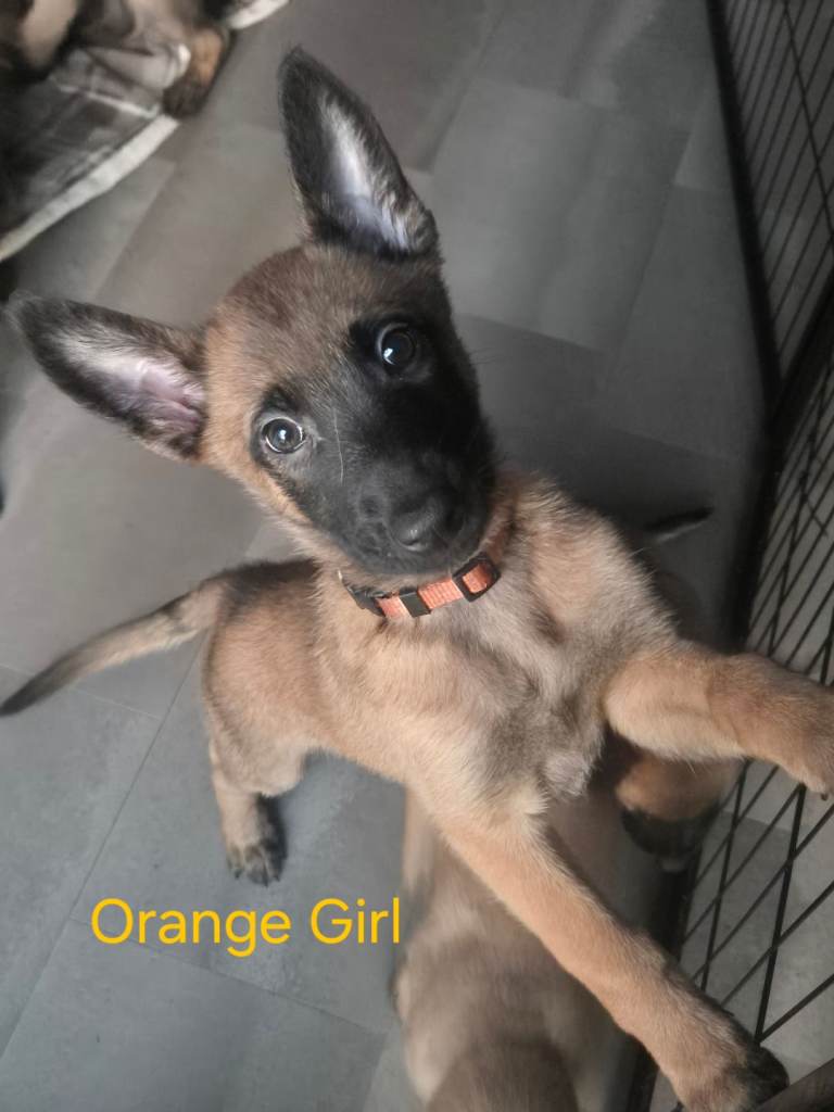 KC Registered Belgian Malinois had her first litter on 1st of January 2026