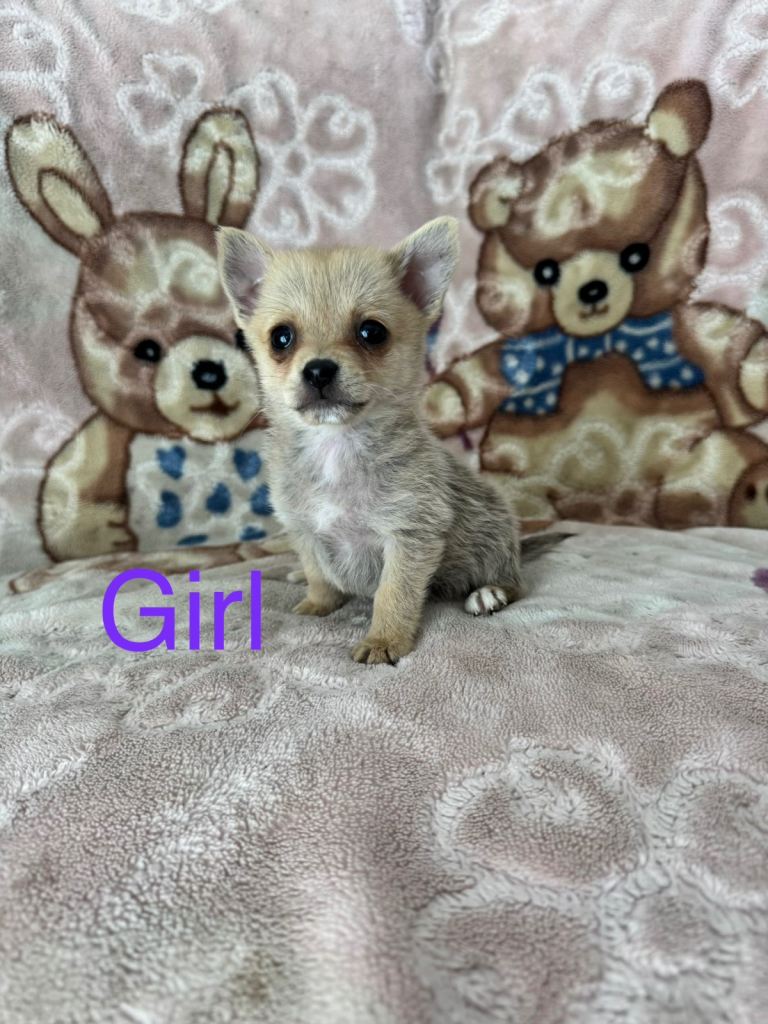 Pom-terrier