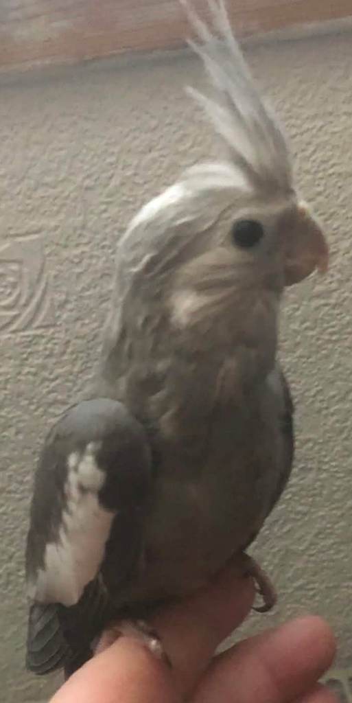 cockatiels (hand reared)