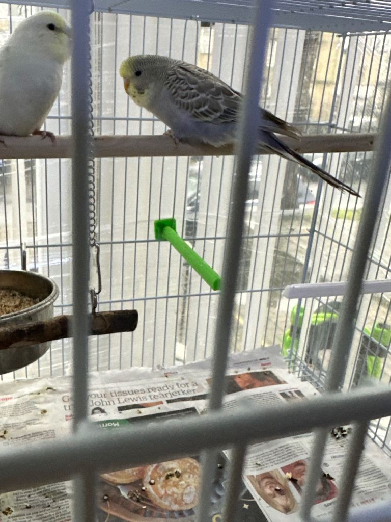 Budgies litino,albino,pied,cobalt,rainbow,hand ,thamed etc