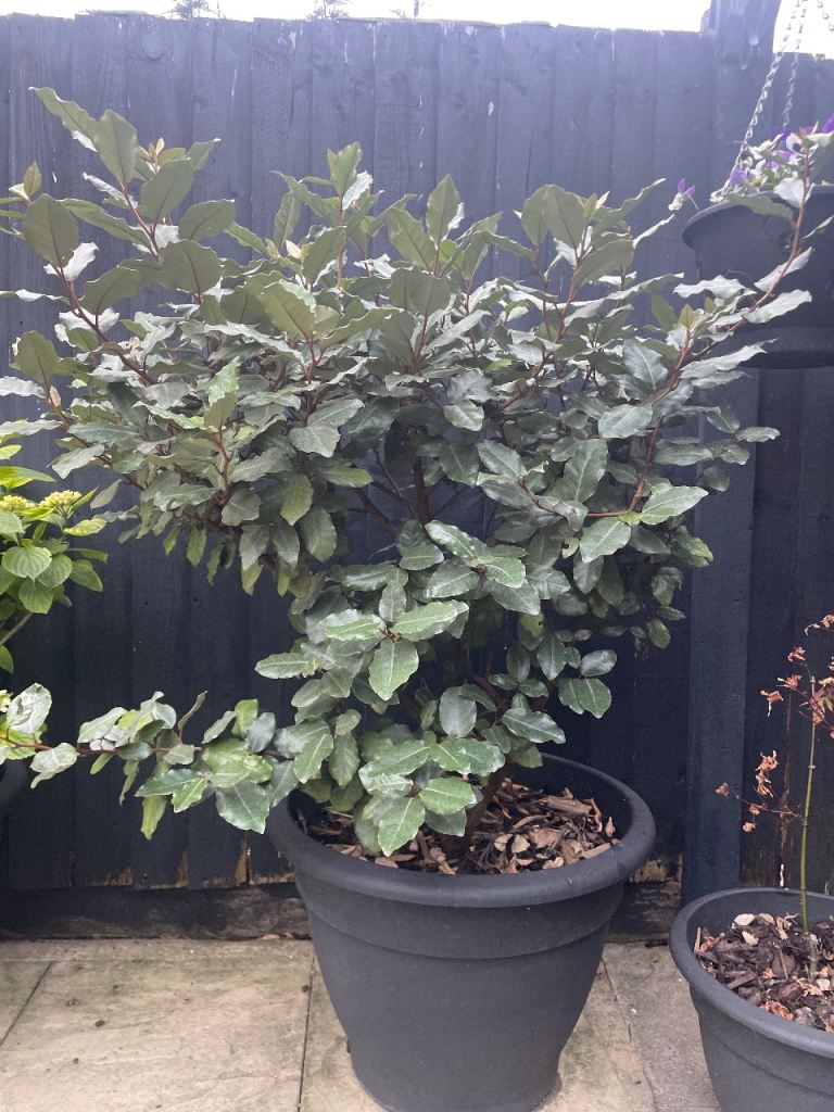 Potted evergreen shrub in large plastic pot (1 of 3)