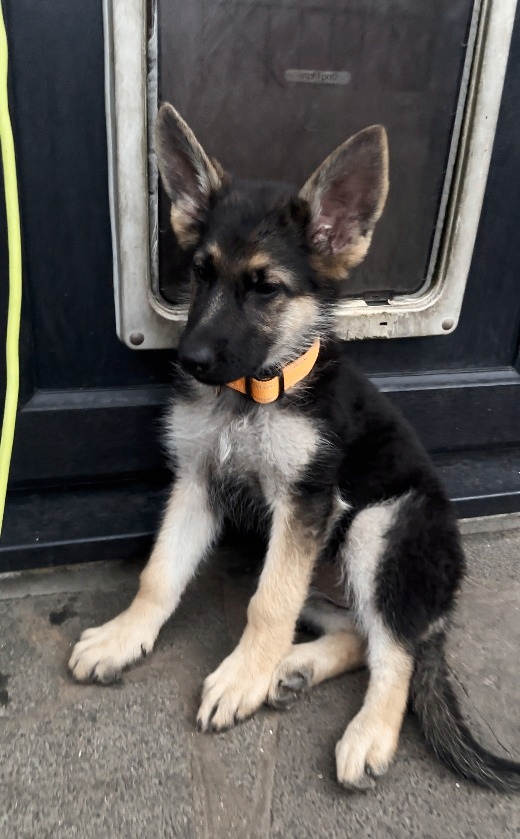 GSD Puppies - LAST FEMALE - All videos on the Youtube channel below