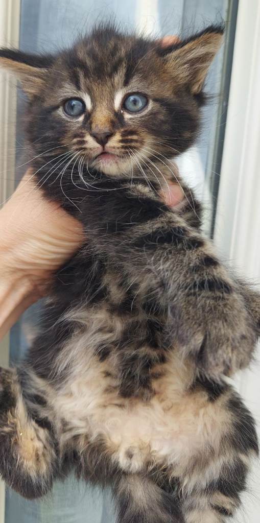 Cute kittens 