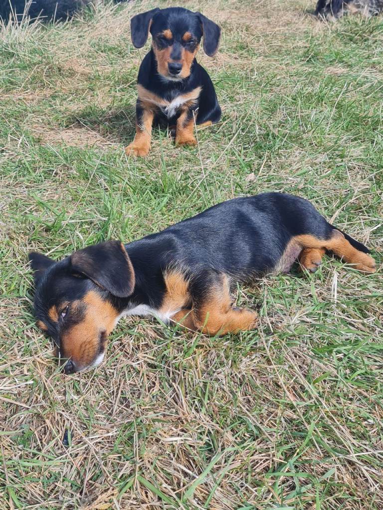 Two mini sausage crossed yorkshire tami