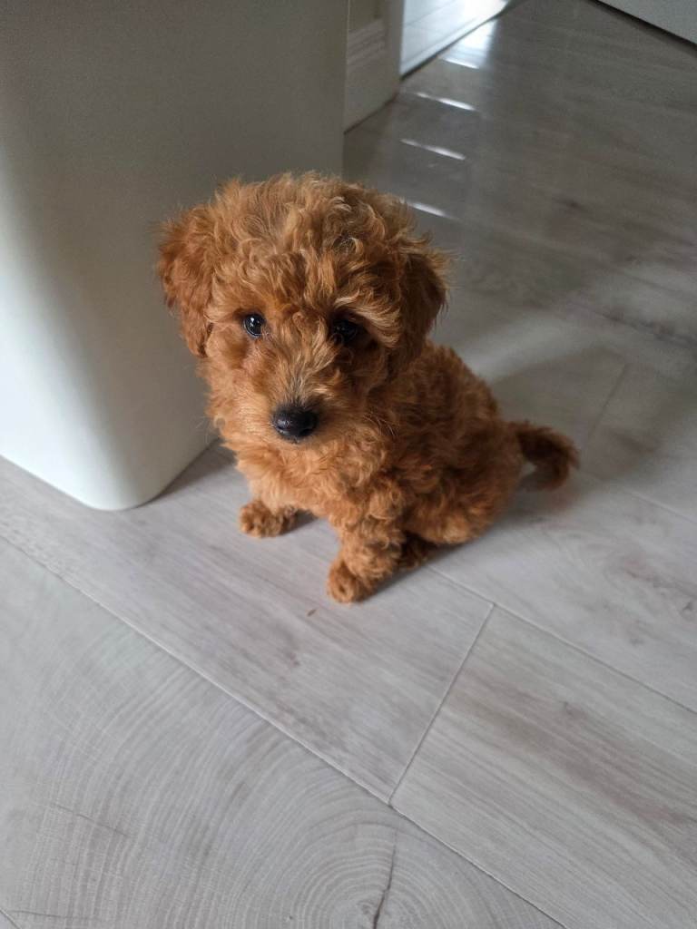 Toy poodle 