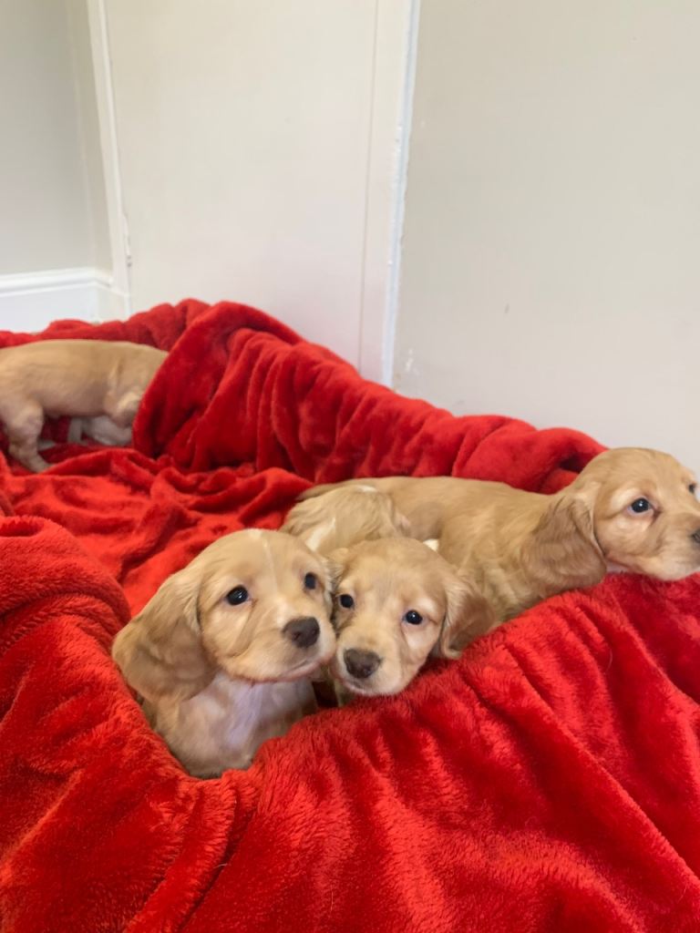 KC Registered Cocker Spaniel Puppies