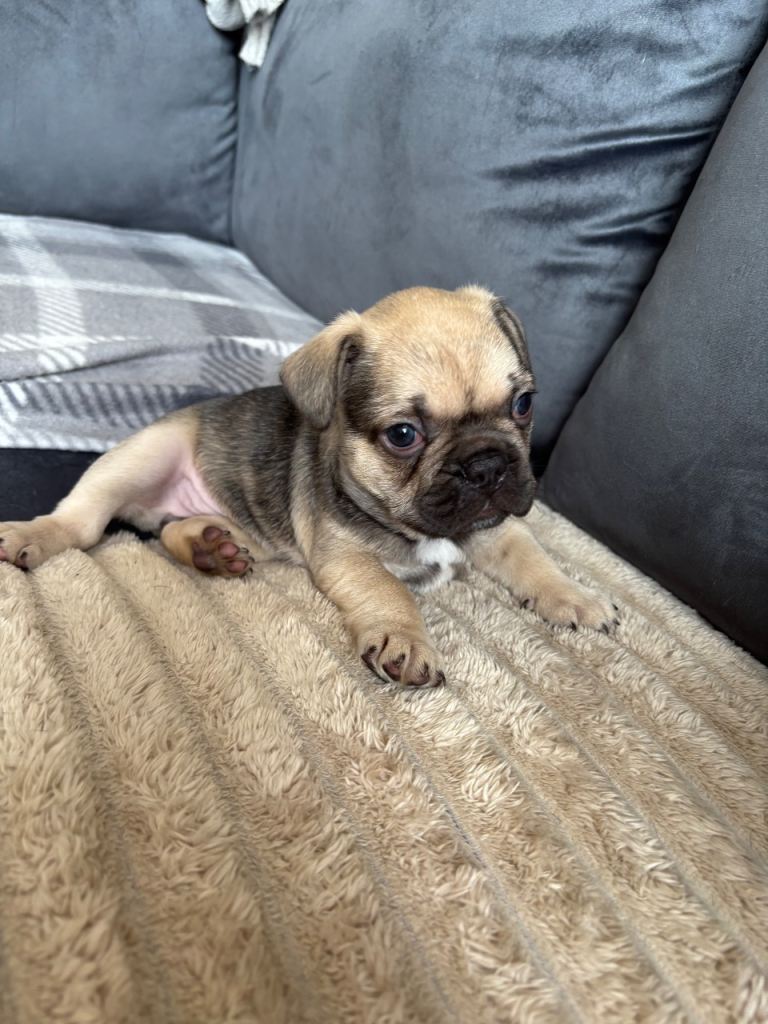 French bulldog puppy 