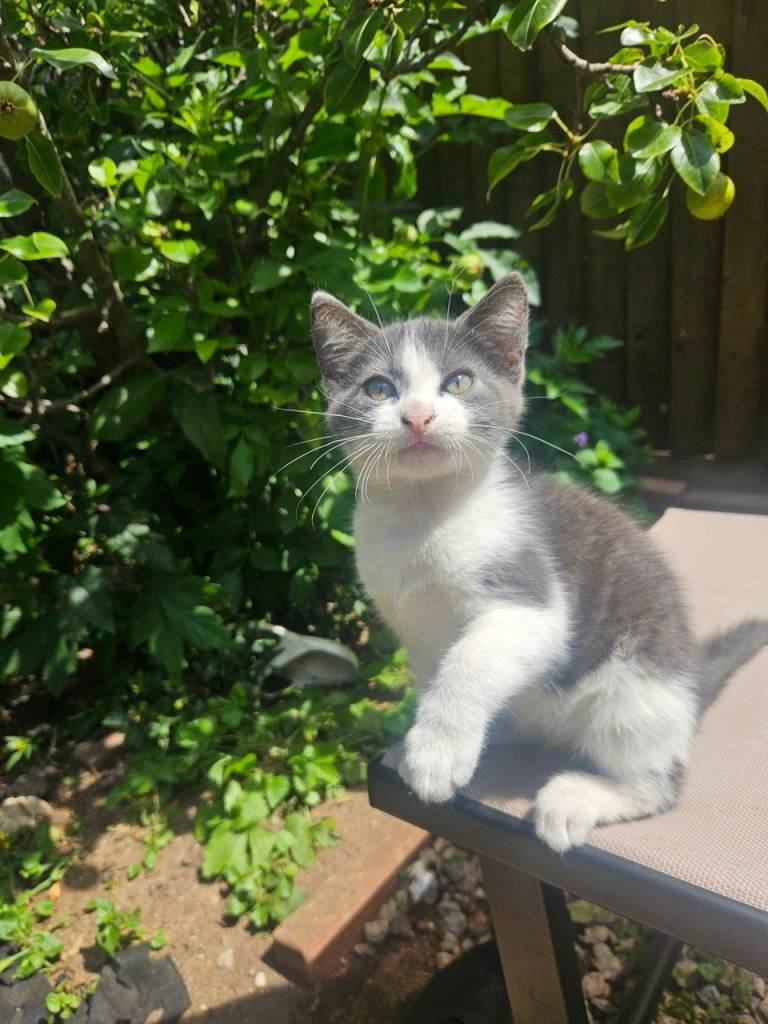 😍🤩🥰Grey SWEET Kittens 🐈‍⬛