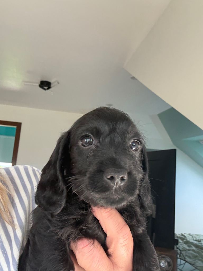 Daxiepoo dachshund x toy poodle puppies