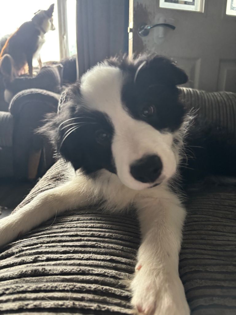 Black and white border collie